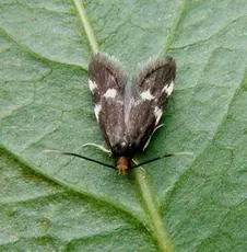 Telechrysis tripuncta - photo 2
