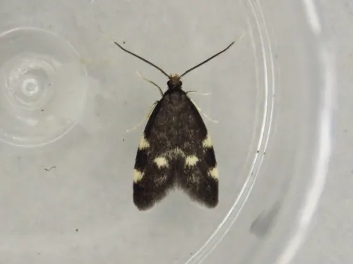 Telechrysis tripuncta - photo 3