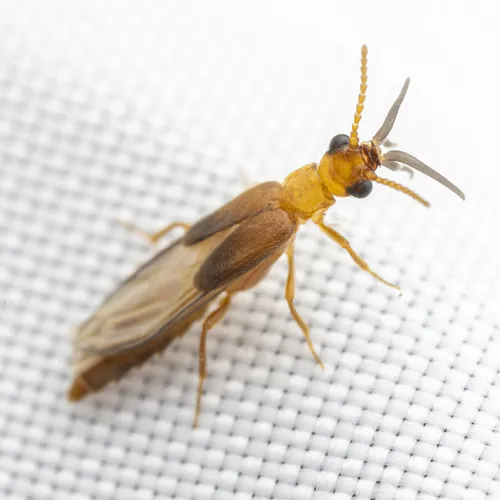Telegeusis debilis