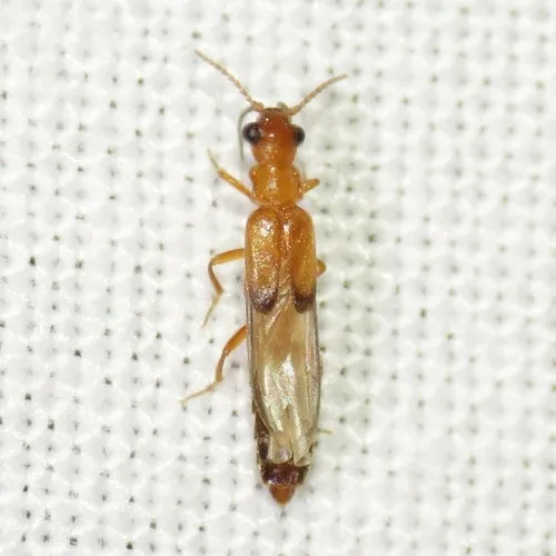 Telegeusis nubifer