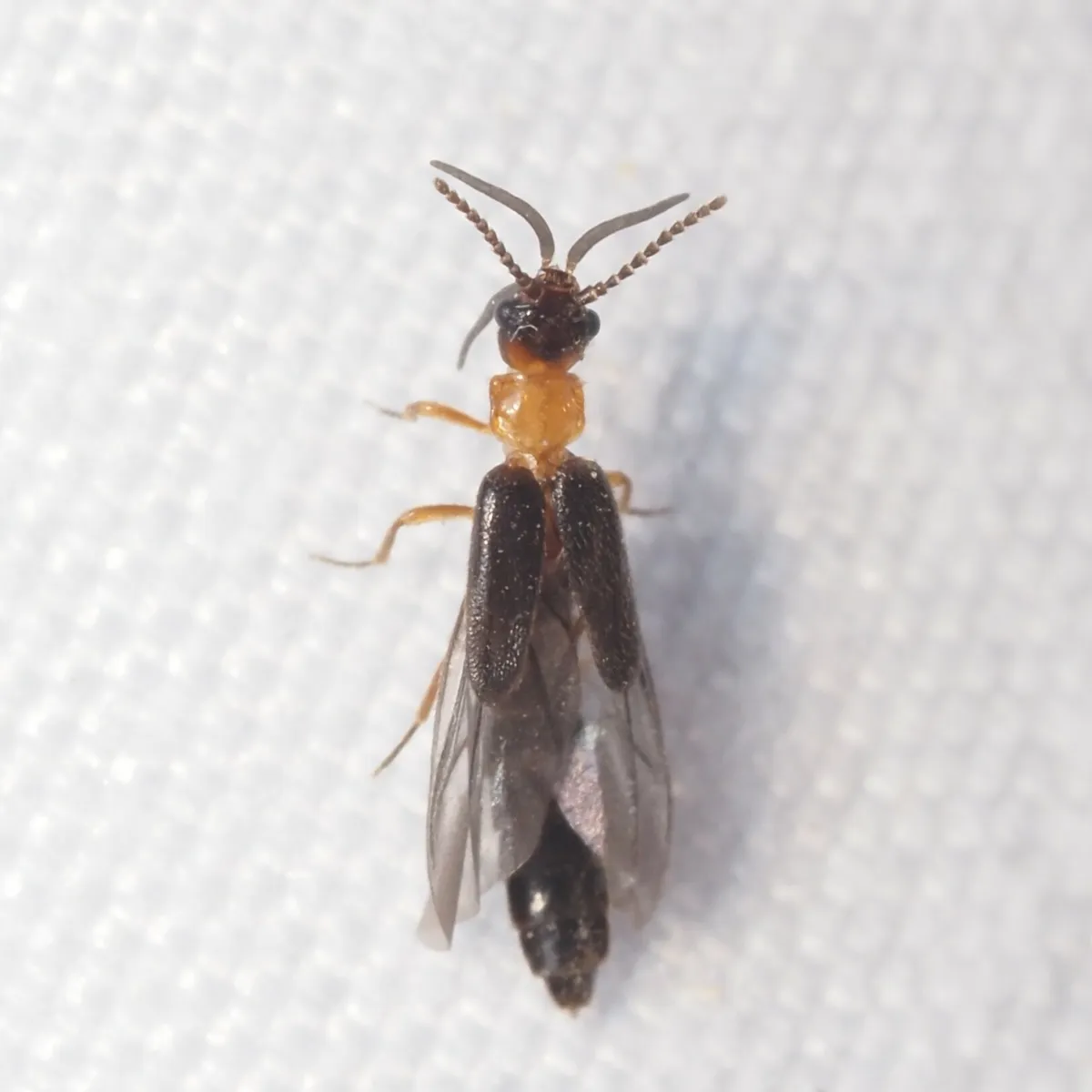Telegeusis texensis