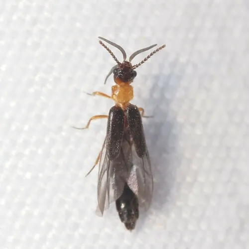 Telegeusis texensis - photo 2