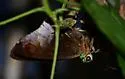 Frosted flasher - Hodges#3898 - photo 2