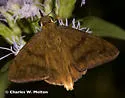Yellow-tipped Flasher - Hodges#3901