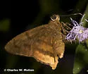 Yellow-tipped Flasher - Hodges#3901 - photo 2