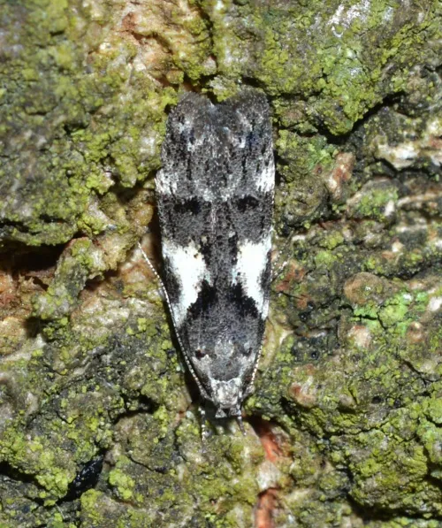 Teleiodes luculella - photo 2