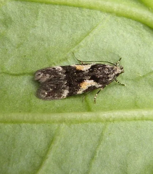 Teleiodes luculella - photo 3