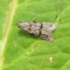 Teleiodes vulgella