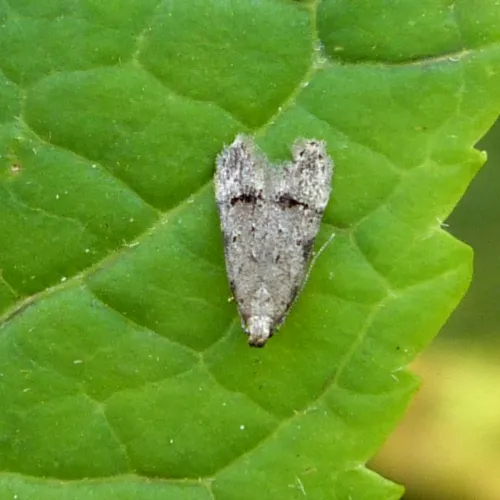 Teleiodes vulgella - photo 2