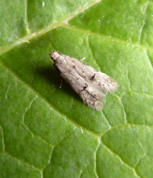 Teleiodes vulgella - photo 3