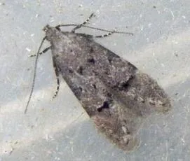 Teleiodes vulgella - photo 4