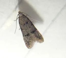 Teleiodes vulgella - photo 5