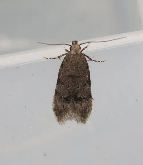 Teleiodes vulgella - photo 6
