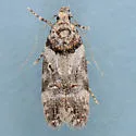 Teleiopsis baldiana - Hodges#1882