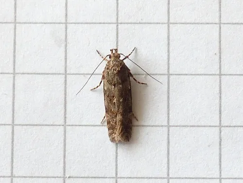 Teleiopsis diffinis - photo 3