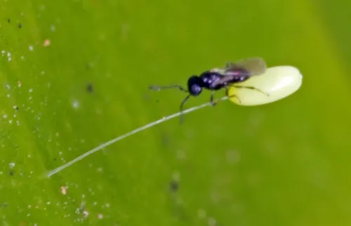 Telenomus acrobates
