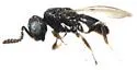 Telenomus calvus