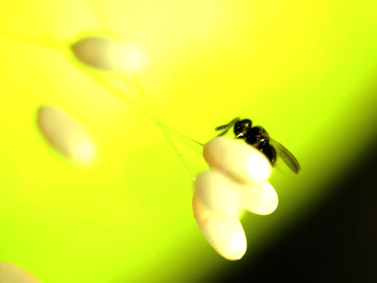 Telenomus chrysopae - photo 3