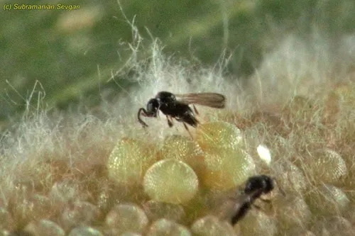 Telenomus remus