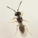 Telenomus tabanivorus