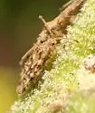 Teleonemia belfragii