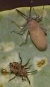 Beardtongue Lacebug