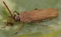 Beardtongue Lacebug - photo 2