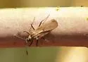 Beardtongue Lacebug - photo 3