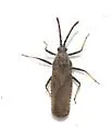 Beardtongue Lacebug - photo 4