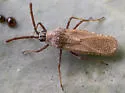 Beardtongue Lacebug - photo 5