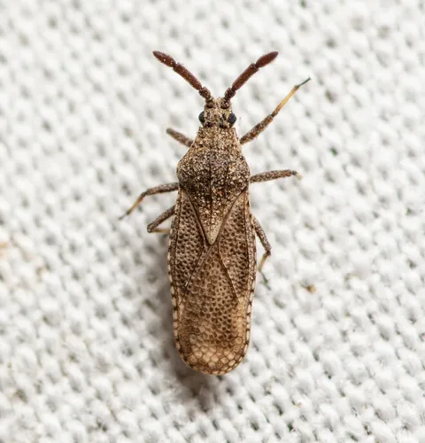 Lantana Lace Bug - photo 2