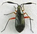 Teleorhinus cyaneus