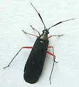Teleorhinus cyaneus - photo 2