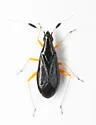Teleorhinus tephrosicola - photo 2