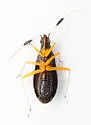 Teleorhinus tephrosicola - photo 3