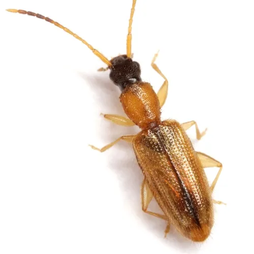 Telephanus atricapillus - photo 3