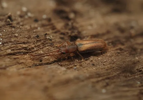 Telephanus lecontei