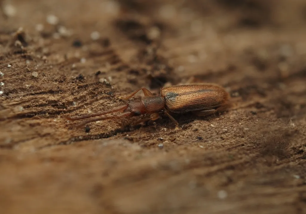Telephanus lecontei - photo 2