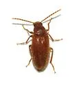 Telesicles cordatus