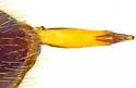 Telesicles cordatus - photo 5