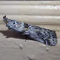 Telethusia ovalis - Hodges#5812 - photo 2