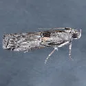 Telethusia ovalis - Hodges#5812 - photo 3