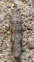 Telethusia ovalis - Hodges#5812 - photo 4