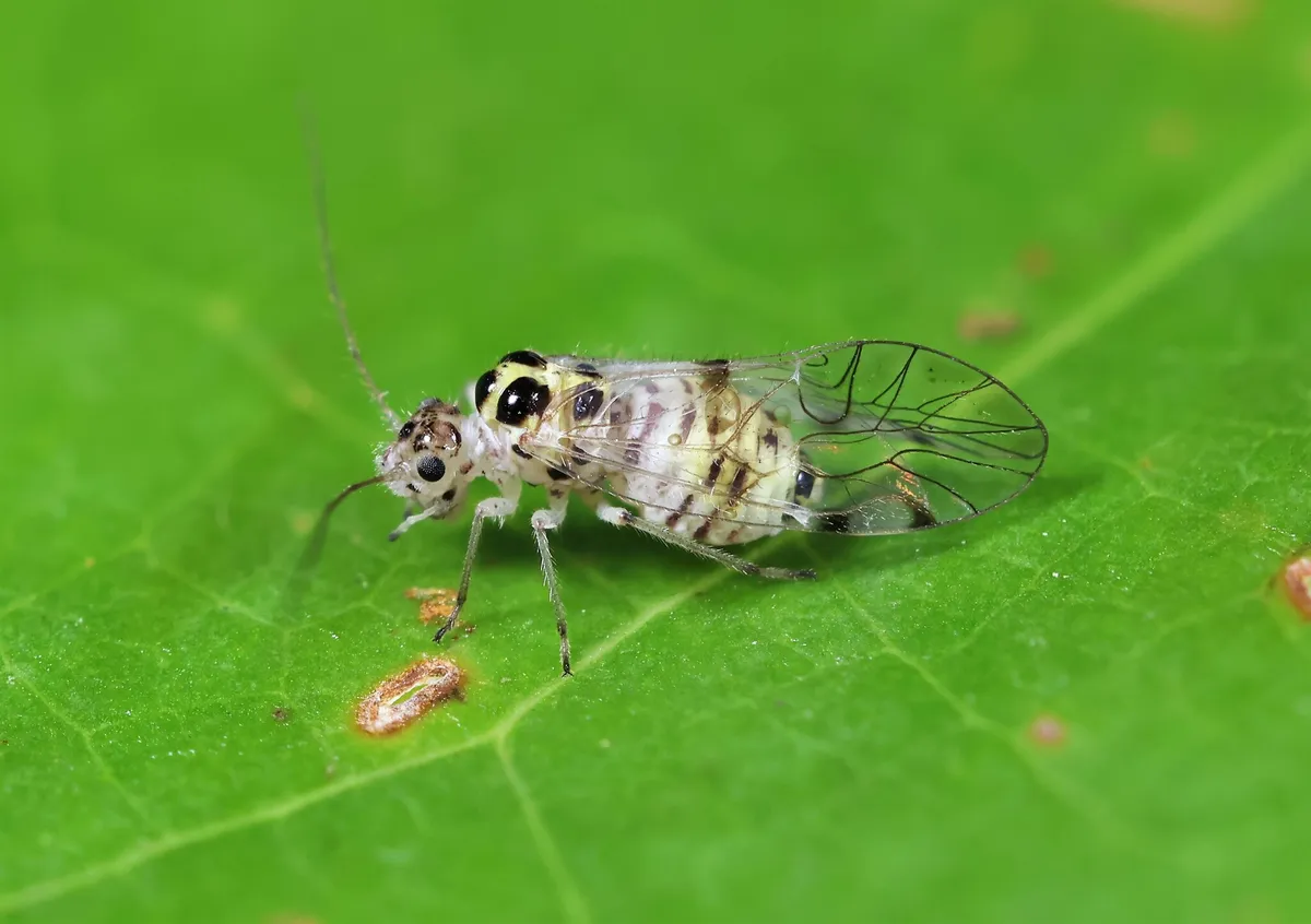 Teliapsocus conterminus - photo 2