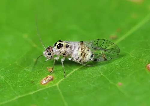 Teliapsocus conterminus - photo 3