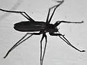 Telmatogeton alaskensis