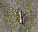 Telmatogeton japonicus