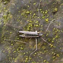 Telmatogeton japonicus - photo 2