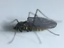 Telmatogeton japonicus - photo 3