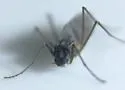 Telmatogeton japonicus - photo 4